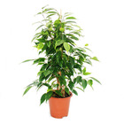 Figue qui pleure - ficus "anastasia" - feuilles vert clair - 1 plante - facile d'entretien - purificateur d'air - pot de 12cm
