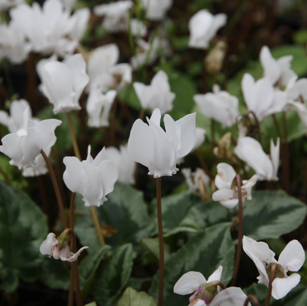 Cyclamen de naples 'album' godet de 7/8 cm