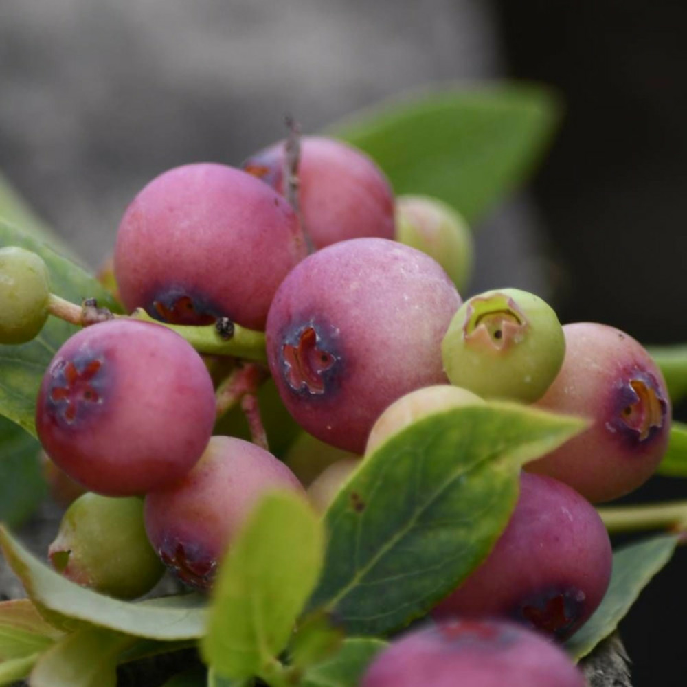 Myrtille pink lemonade pot de 5l - 40/80 cm