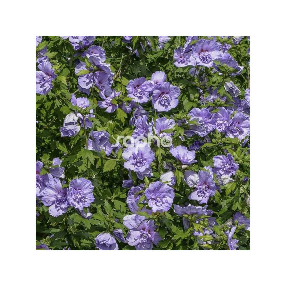Hibiscus blue chiffon® 'notwoodthree', althéa pot de 4l - 40/60 cm