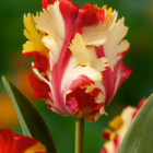 Tulipa flaming parrot  - bulbes à fleurs x10 - tulipe - tulipe perruche - bicolore