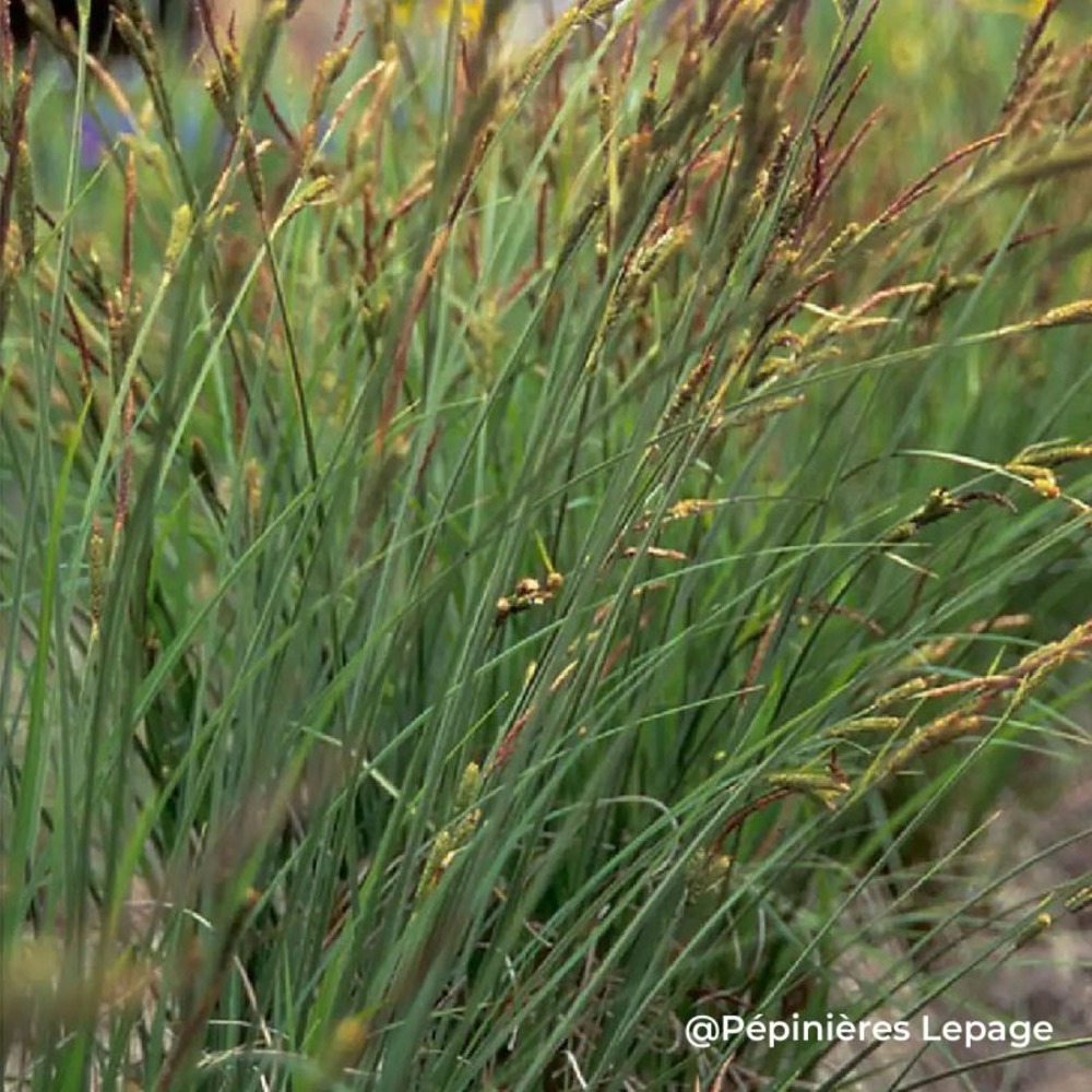 3 laîches des marais (carex acutiformis)