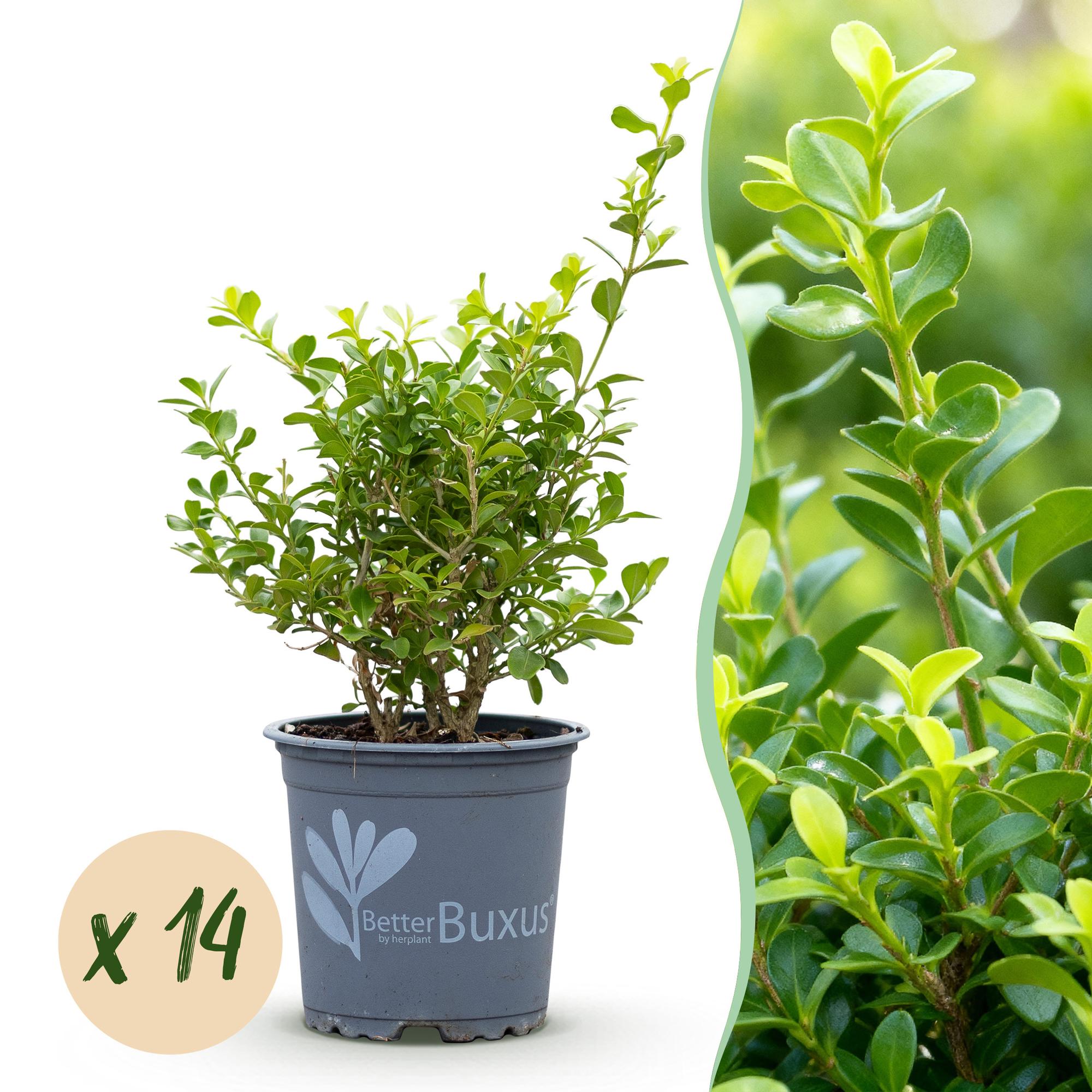 Buis babylon beauty - lot de 14 - pot 11 cm - hauteur 25-30 cm