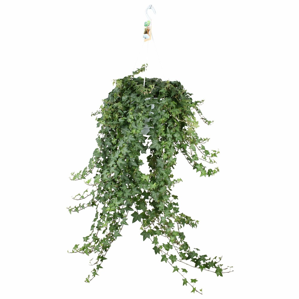 Hedera helix pitsburg - hang/xxl - hcm - ø24 cm