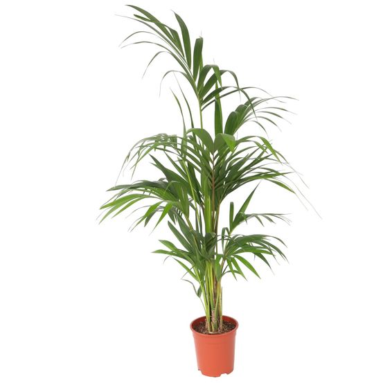 Palmier kentia - howea forsteriana - hauteur 130-140cm - ⌀21cm