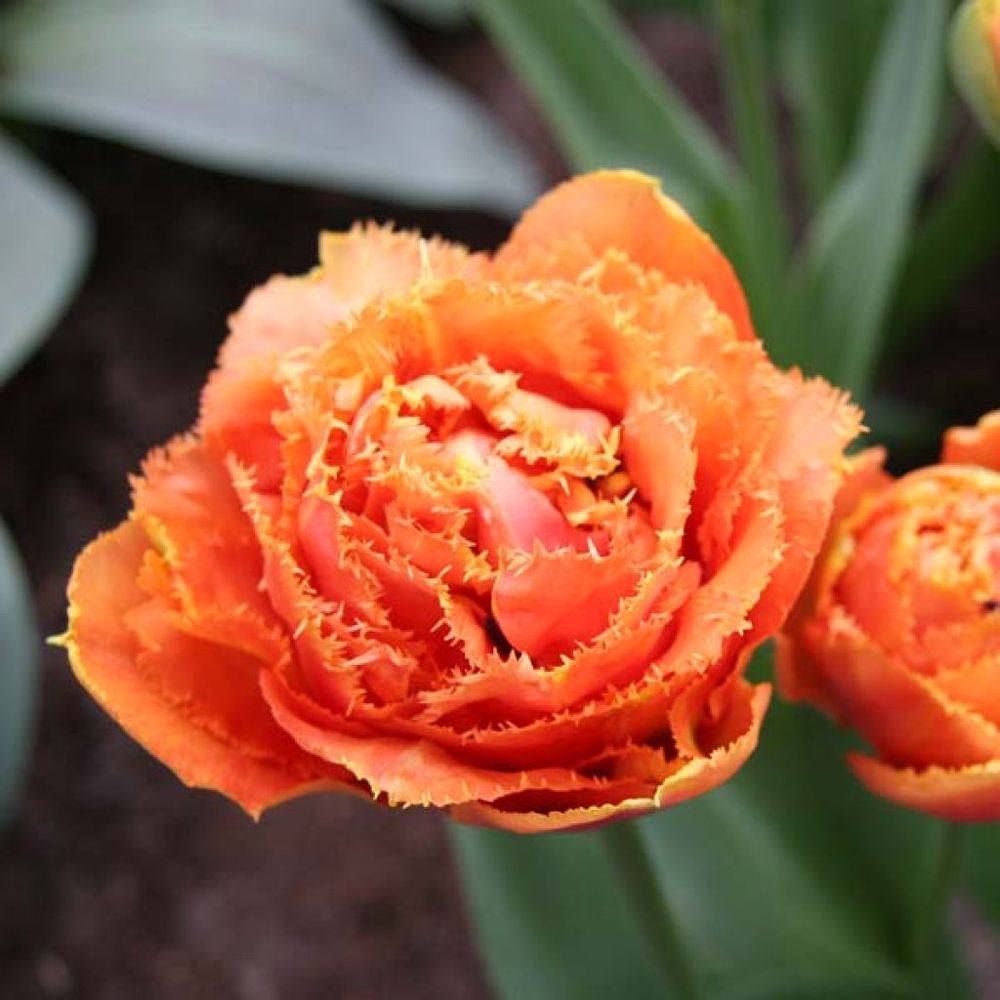 Tulipe dentelles 'sensual touch' bulbe calibre 11+ (par 6)