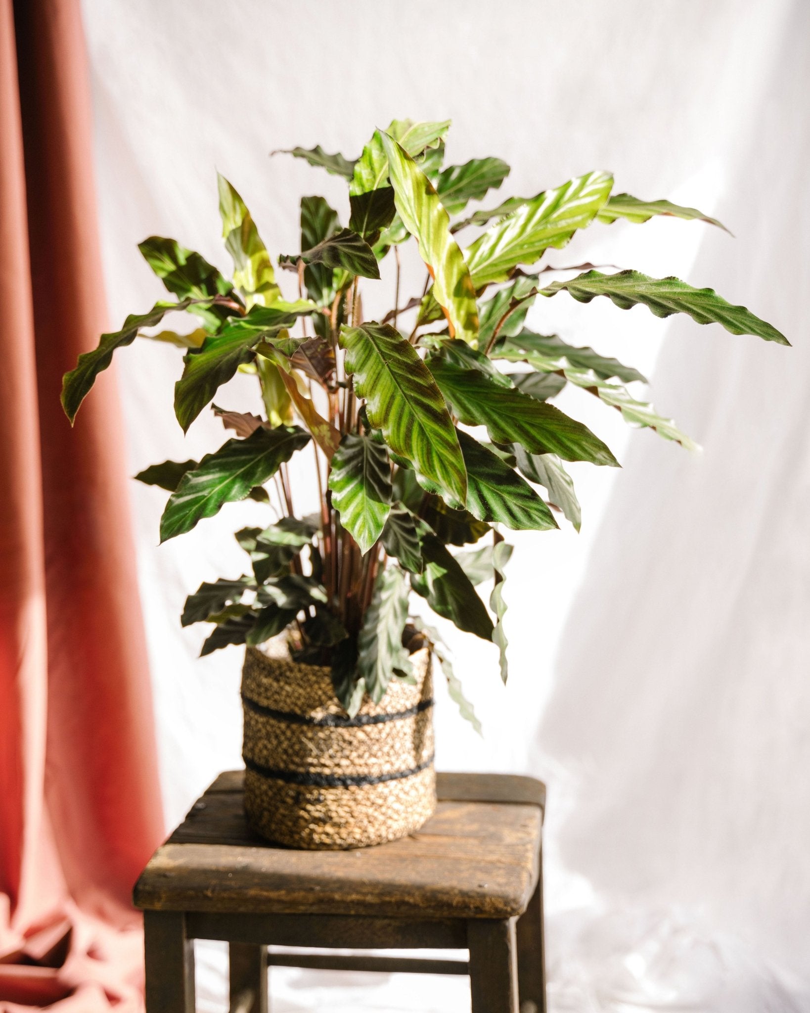 Plante d'intérieur - calathea rufibarba 45cm