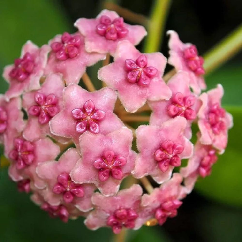 Hoya diversifolia 'maharani' - pot de 8cm - plantes d'intérieur