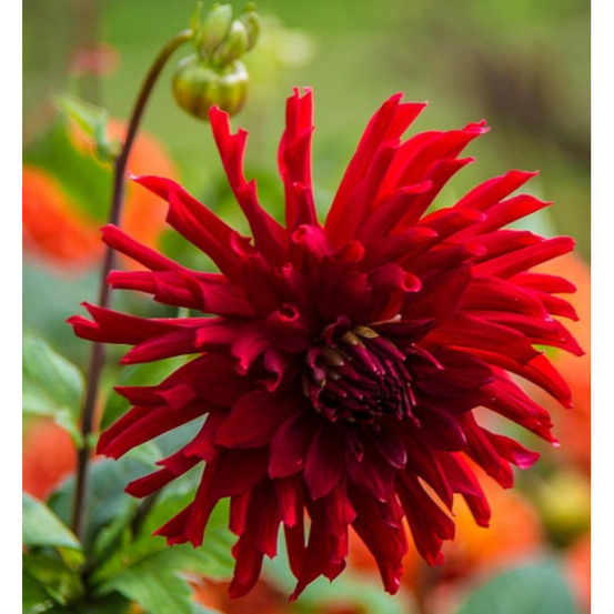 Bulbe de dahlia cactus joker sachet de 1 bulbe