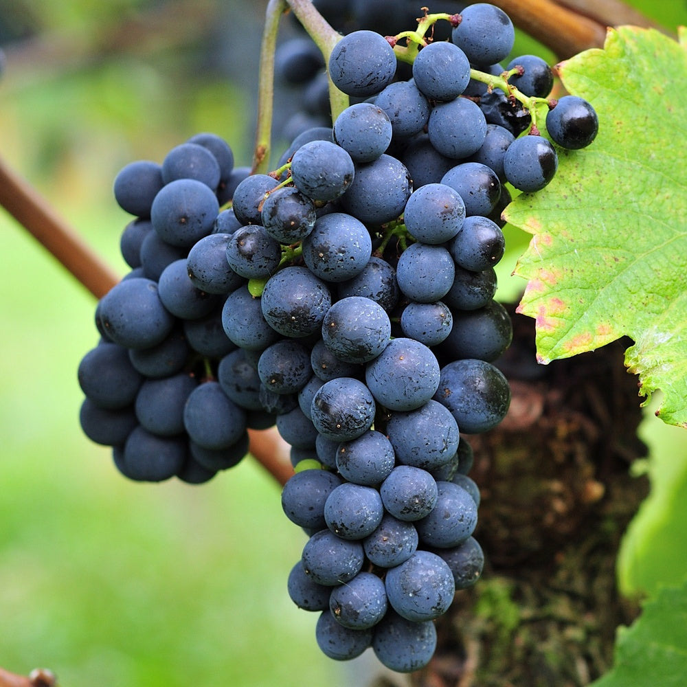 Vigne triomphe d'alsace - le pot / 2l / hauteur livrée 40-50cm