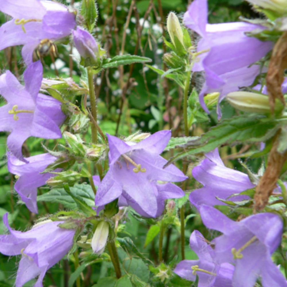 Campanule gantelée lot de 9 godets