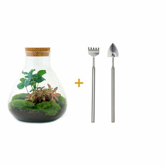Kit terrarium diy - sama caféier + fittonia rouge - rateau + pelle