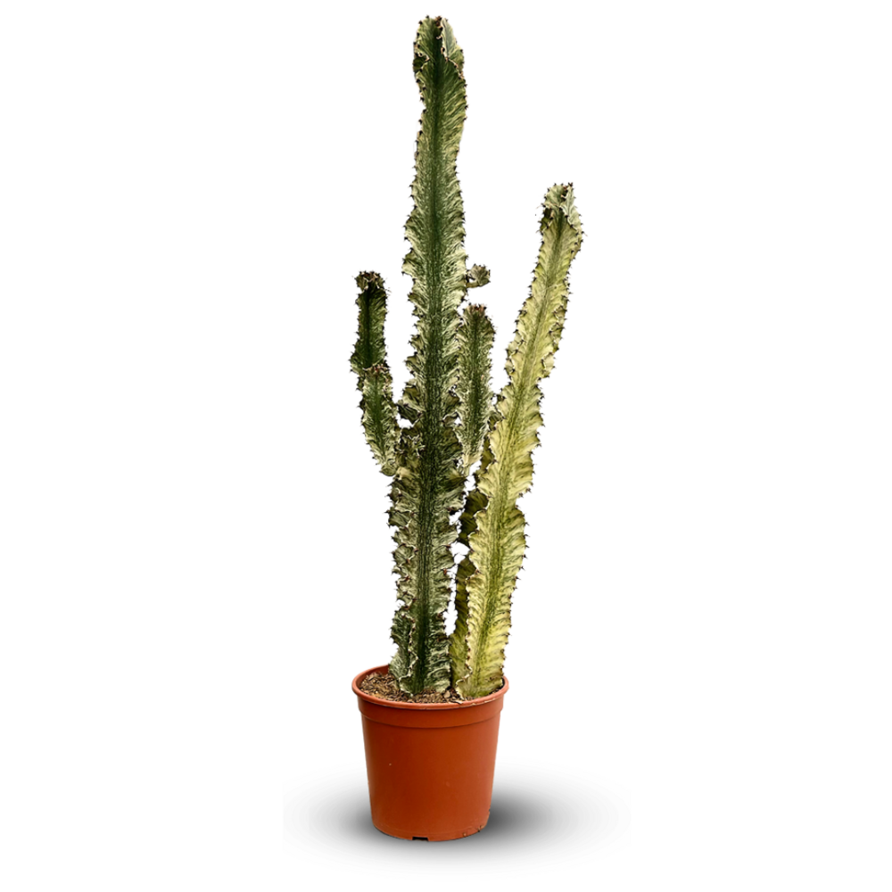 Green BoutiQ Kamerplant Euphorbia Eritrea Afrikaanse Melkboom Weinig Onderhoud Groen 1 Pot 17cm Hoogte 60cm 2931383984 Green BoutiQ Kamerplant Euphorbia Eritrea Afrikaanse Melkboom Weinig Onderhoud Groen 1 Pot 17cm Hoogte 60cm 2931383984