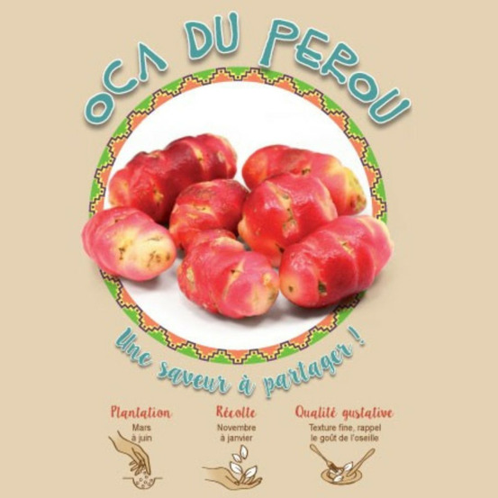 Oca du pérou 10 plants à planter