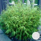 2x fargesia formidable – bambou – plante de jardin – résistante à l'hiver - ⌀17 cm - ↕40-50 cm