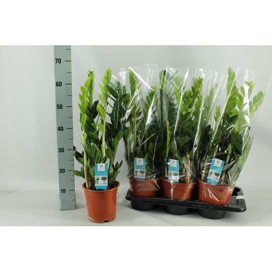 Zamioculcas zamiifolia - h65 cm - ø17 cm