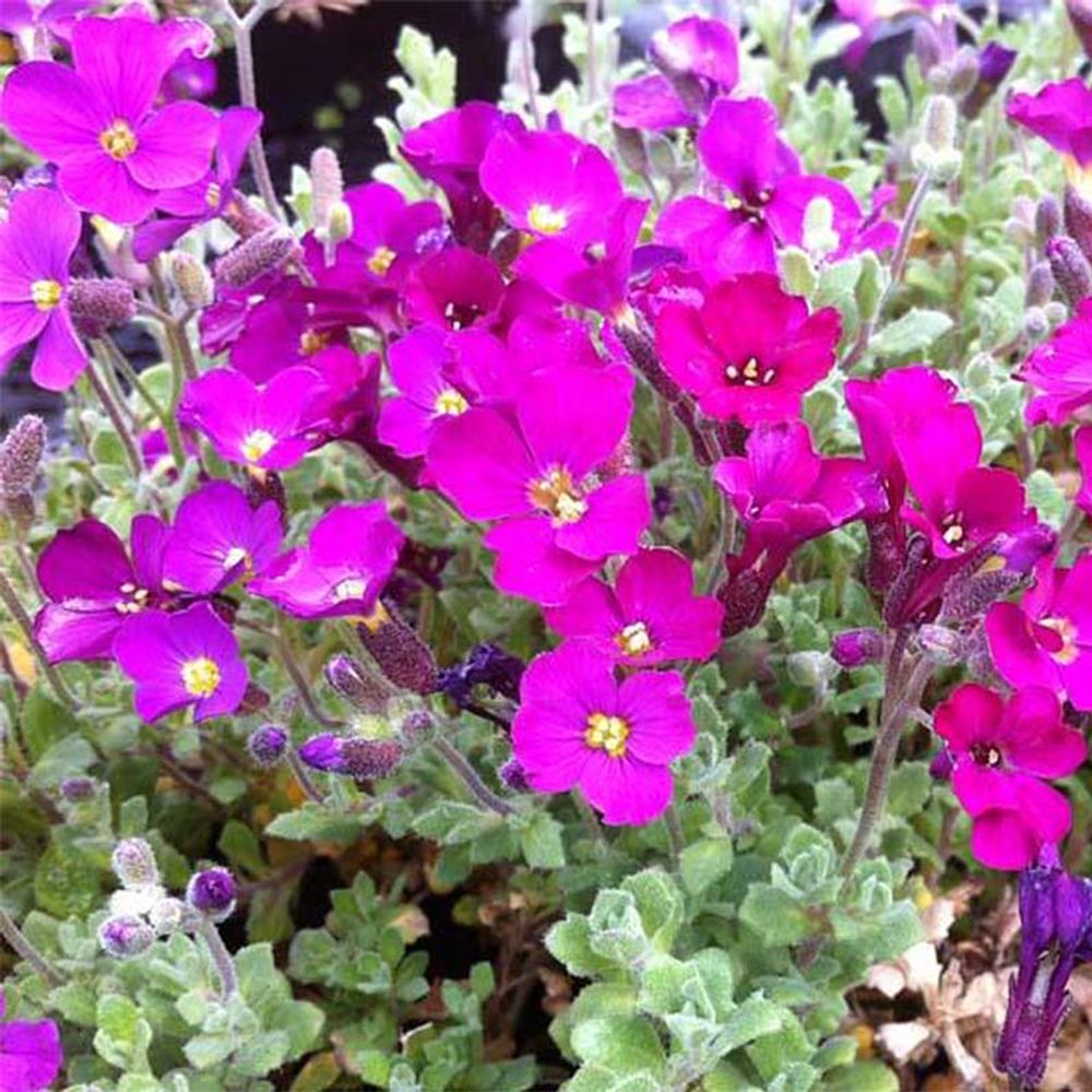 Aubriète 'cascade red' pot de 2l/3l