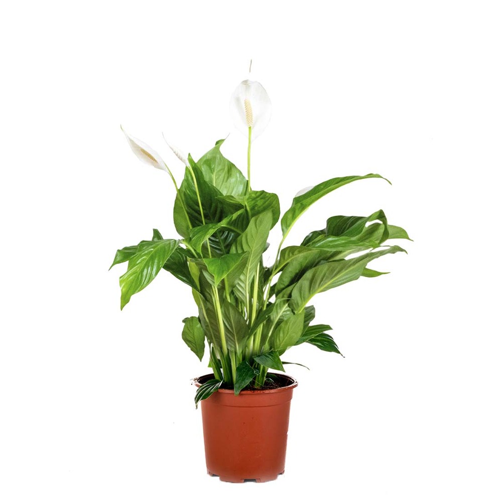 Spathiphyllum - fleur de lune - plante d’intérieur - dépolluante - 60-80 cm de haut - pot 17 cm