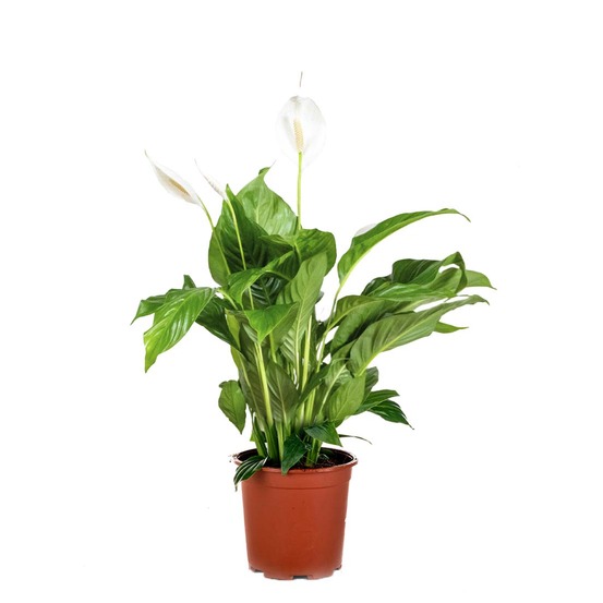 Spathiphyllum - fleur de lune - plante d’intérieur - dépolluante - 60-80 cm de haut - pot 17 cm