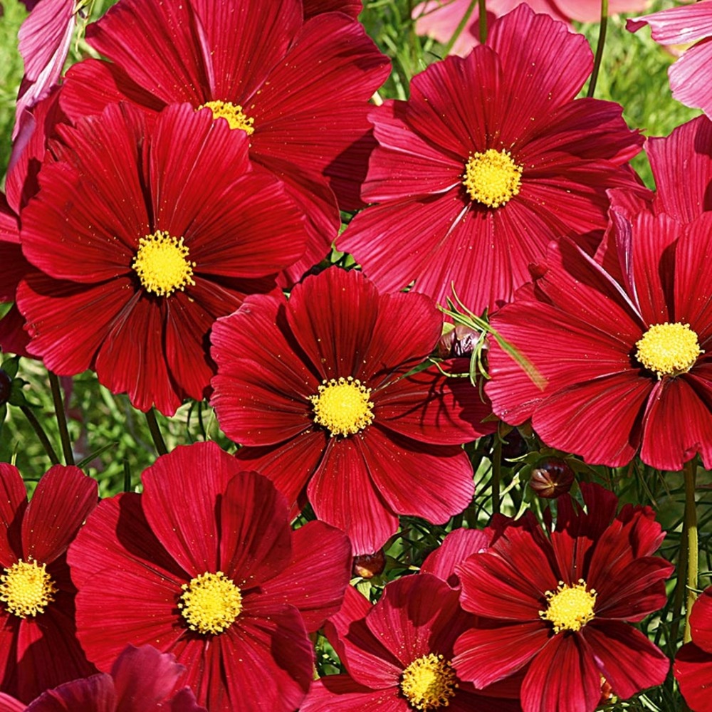 Cosmos 'rubenza' jardimotte : motte 3,8 cm x 3,2 cm en plaque de culture par 16 (par 16)