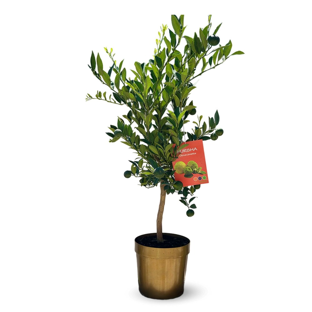 Citronnier pursha - citrus limetta - agrume méditerranéen - arbre fruitier - ↕ 75-85 cm - ⌀ 22 cm