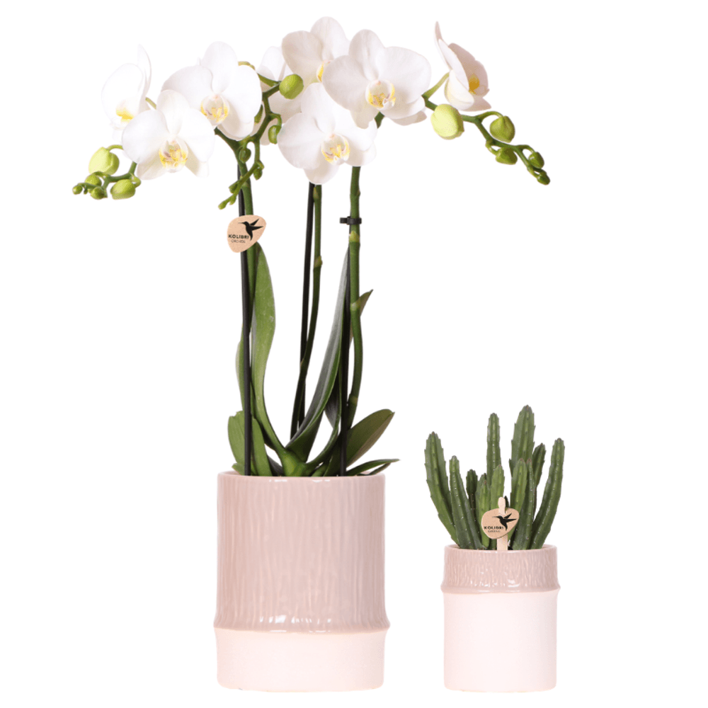 Orchidée phalaenopsis blanche (phalaenopsis amabilis) - avec plante verte et cache-pots - pot de 9cm - plantes d'intérieur