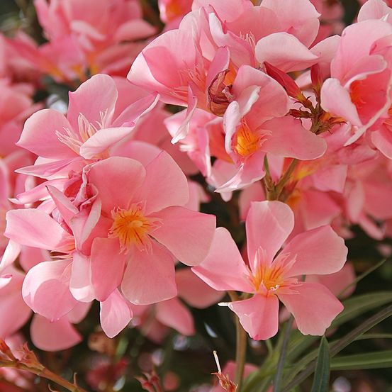 Laurier rose à fleurs saumon pot de 2l/3l, buisson