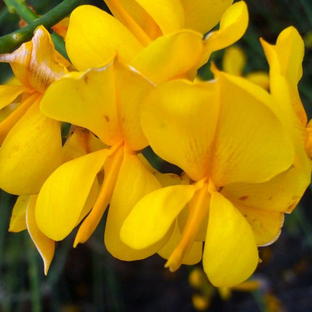 GENET DESPAGNE GF H20A40-(766470)