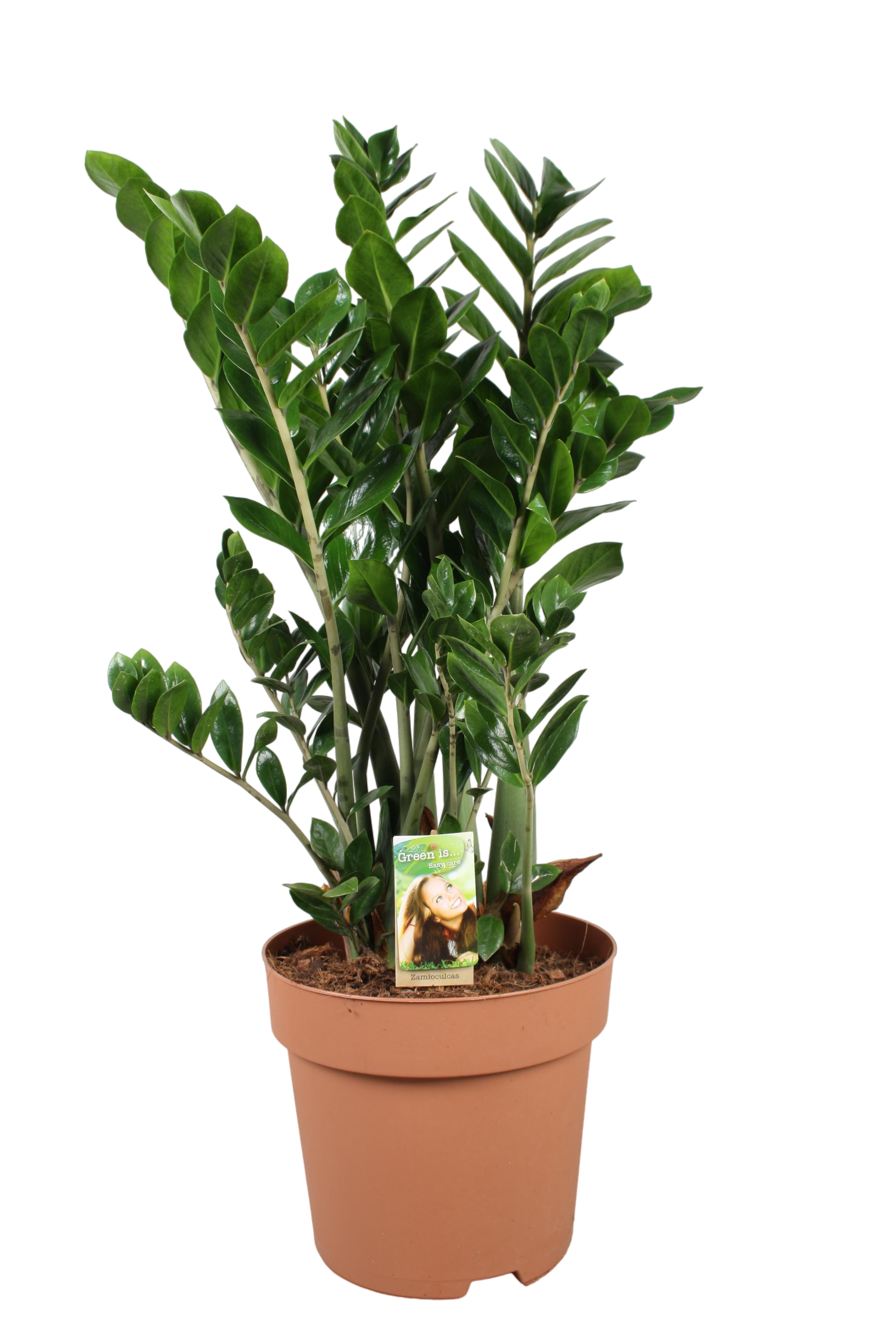 Plante d'intérieur - zamioculcas zamiifolia 110.0cm