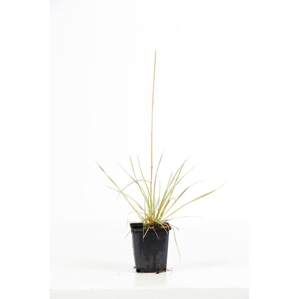 Canche cespiteuse goldstaub - deschampsia cespitosa goldstaub 20/30 cm godet 9cm