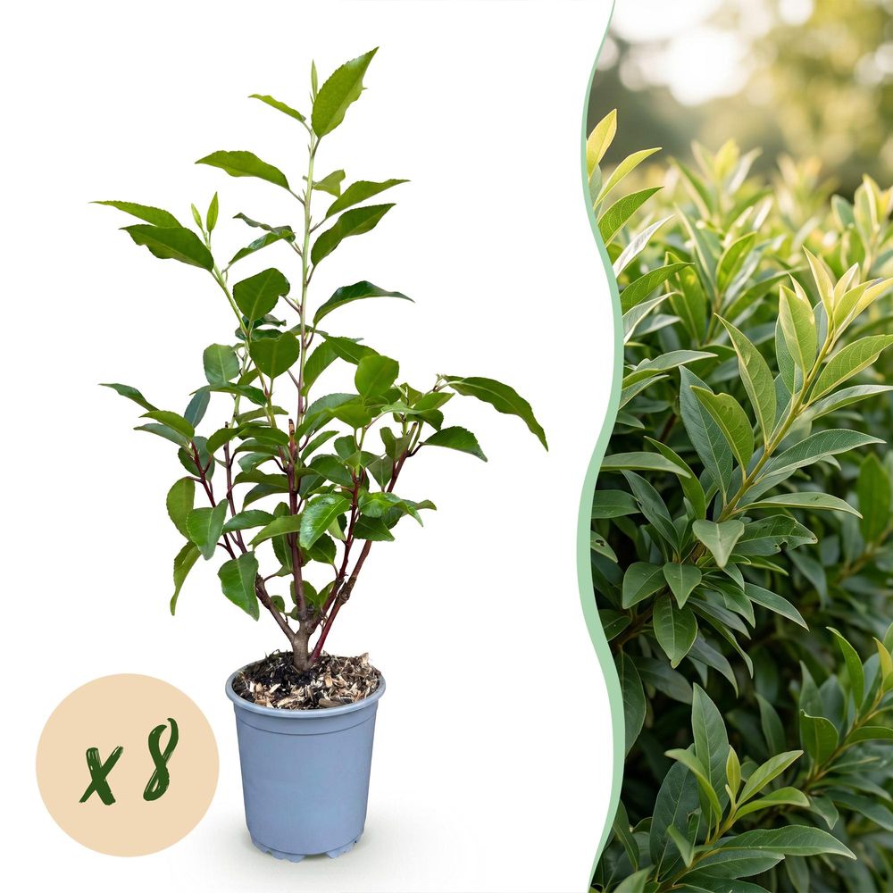 Laurier du portugal angustifolia - lot de 8 - pot 9 cm - hauteur 25-35 cm