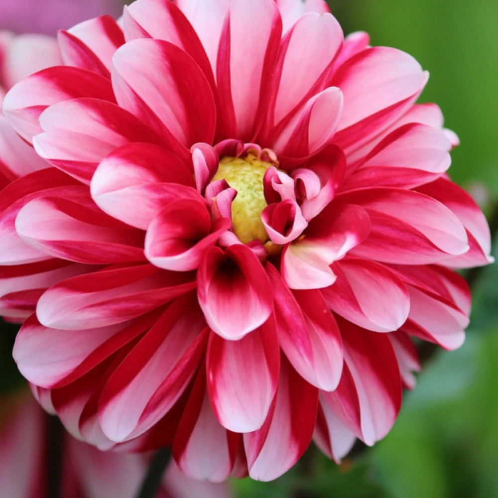 Bulbe de dahlia décoratif milk shake sachet de 1 bulbe