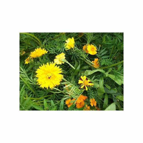 Mélange écologique de graines de fleurs répul