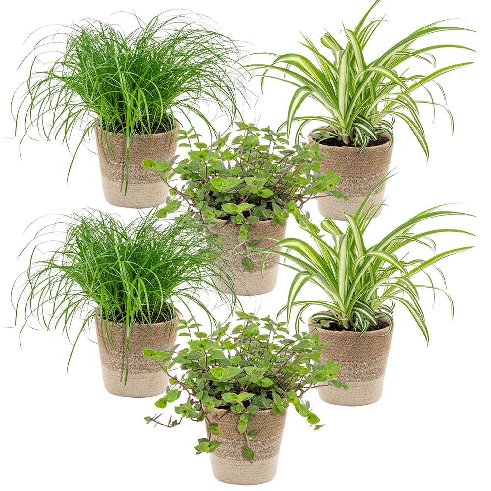 Lot de 6 - plantes sans danger pour les animaux - hauteur 20-30 cm - panier en jute 12 cm