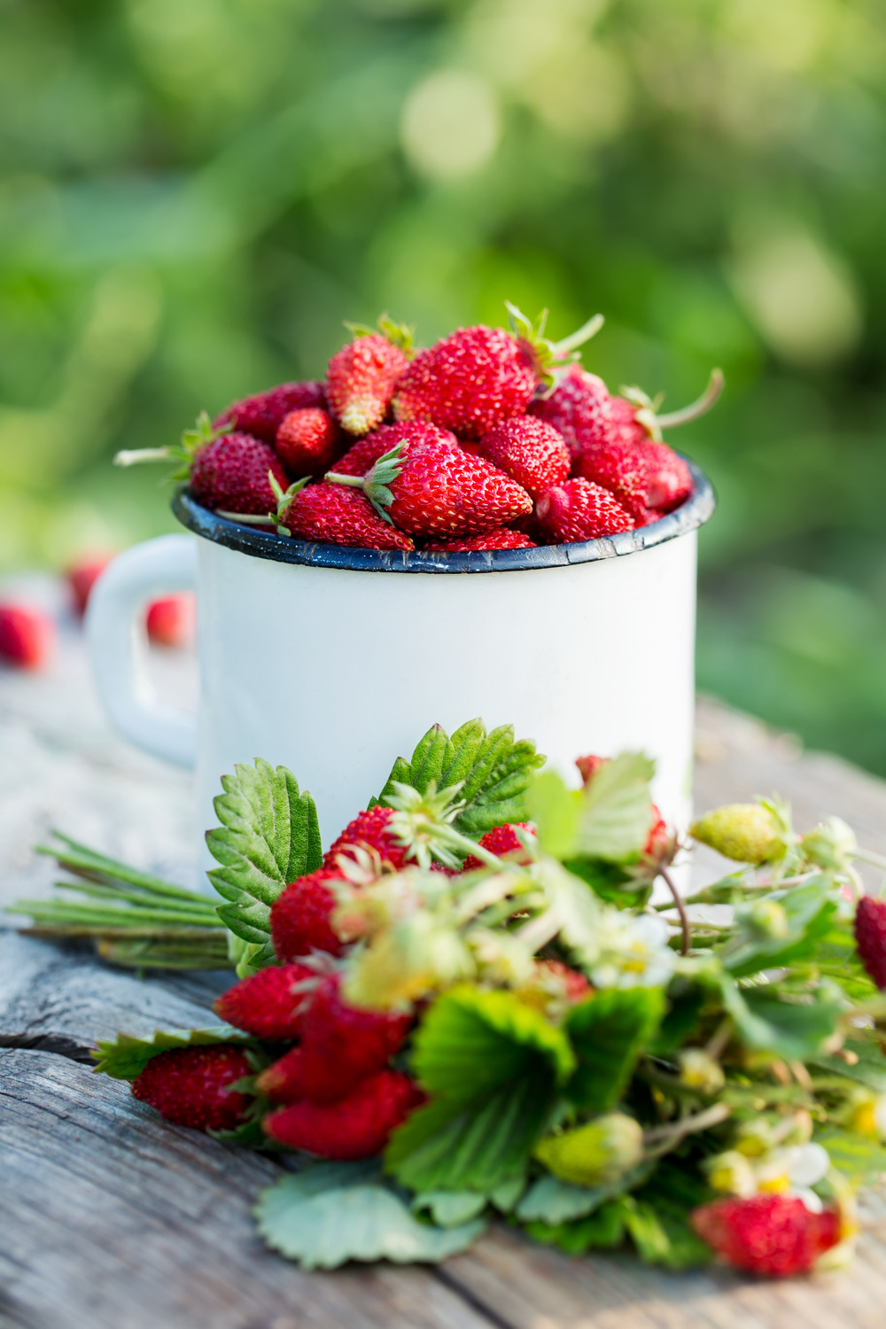 Radis et Capucine - Pot Culture avec Cloche et des graines de fraisiers à  semer