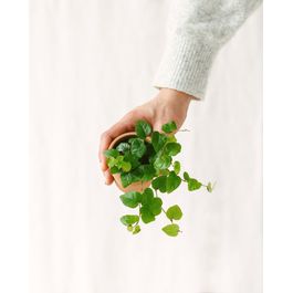 Mini Ficus Mini ficus pumila 10cm - plante d'intérieur | Truffaut