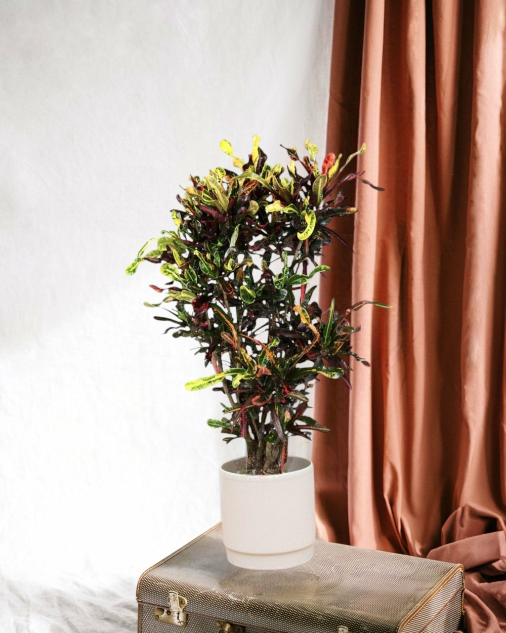 Codiaeum croton coloré 120cm - plante d'intérieur