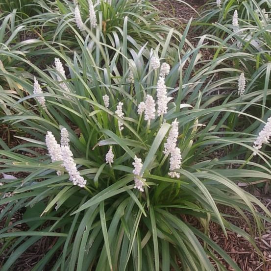 Liriope muscari monroe white lot de 9 godets