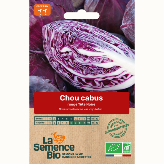 Chou cabus rouge tête noire 3 - graines bio