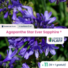 11 x agapanthe star ever sapphire en godet