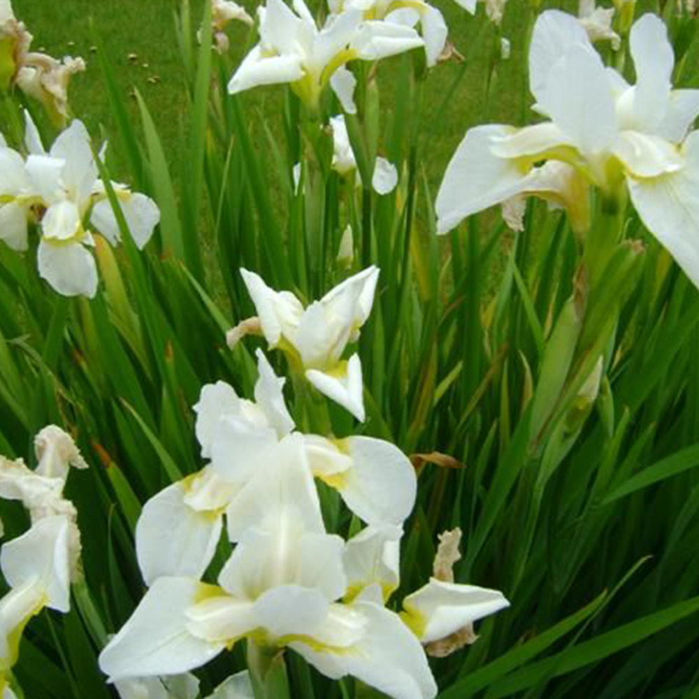 6 x iris de sibérie 'snow queen' - schwertlilie 'snow queen'  - godet 9cm x 9cm