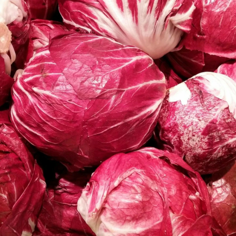 Plants de chou rouge romanov hf1 barquette de 6 mottes