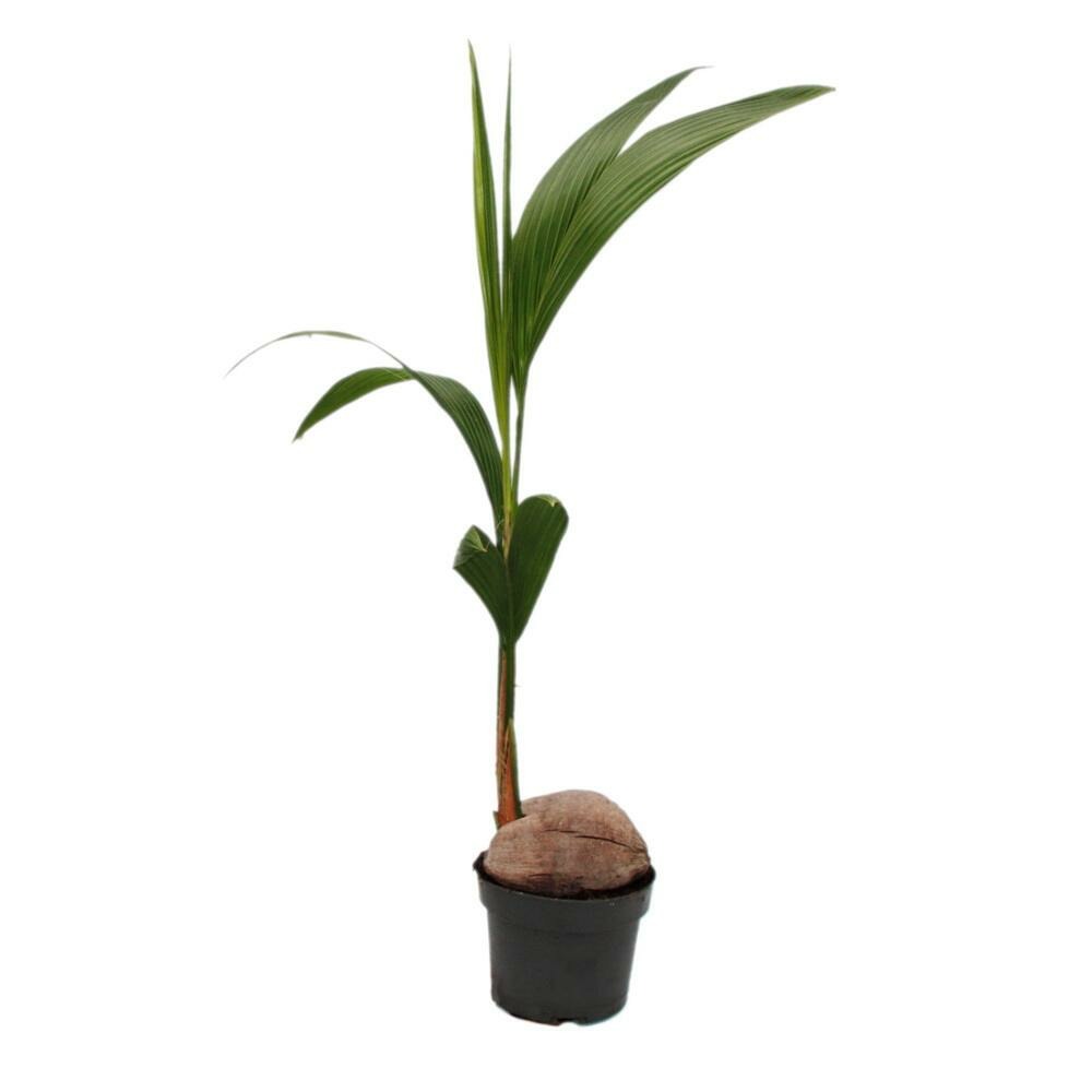 Véritable cocotier - cocos nucifera - avec véritable noix de coco - pot de 19cm - hauteur environ 100cm