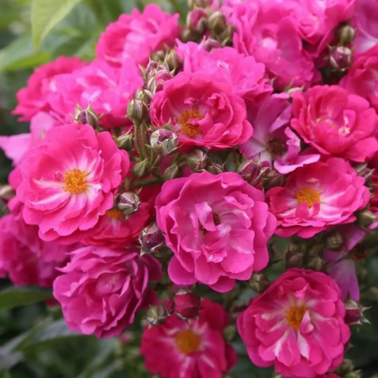 Rosier grimpant perfumy siluetta très parfumé rose en pot 3l