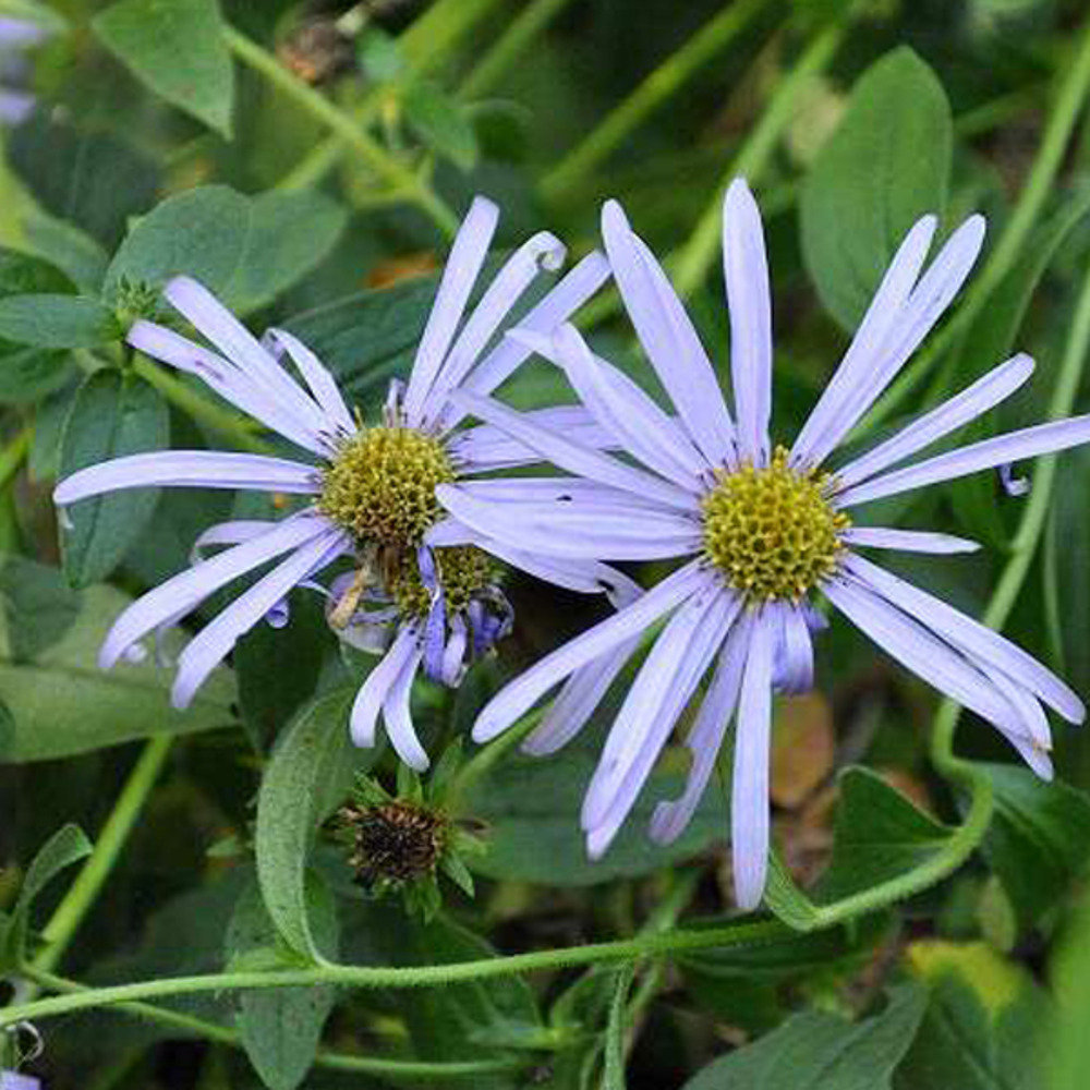 6 x aster de frikartii 'mönch' - aster frikartii 'moench' - godet 9cm x 9cm