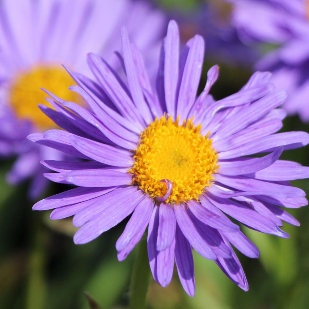 6 x aster des alpes - aster alpinus 'dunkle schone' - godet 9cm x 9cm