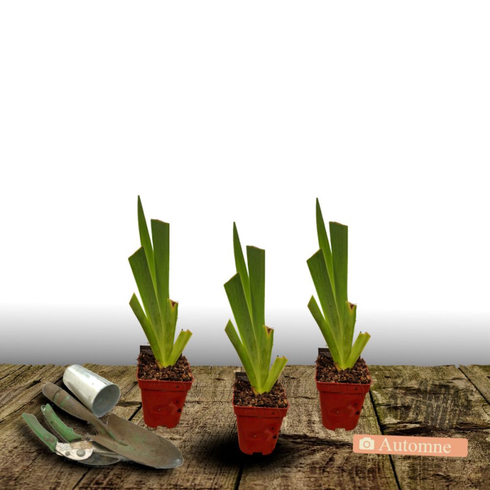Iris des jardins tuxedo lot de 3 godets