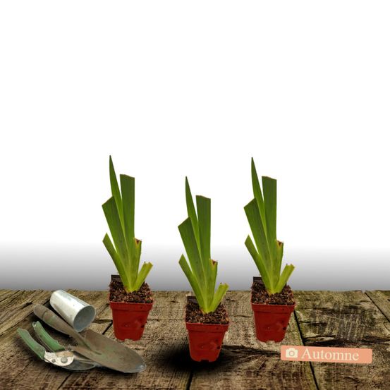 Iris des jardins tuxedo lot de 3 godets