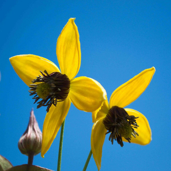 Clématite tangutica golden tiara® 'kugotia' godet - 5/20 cm