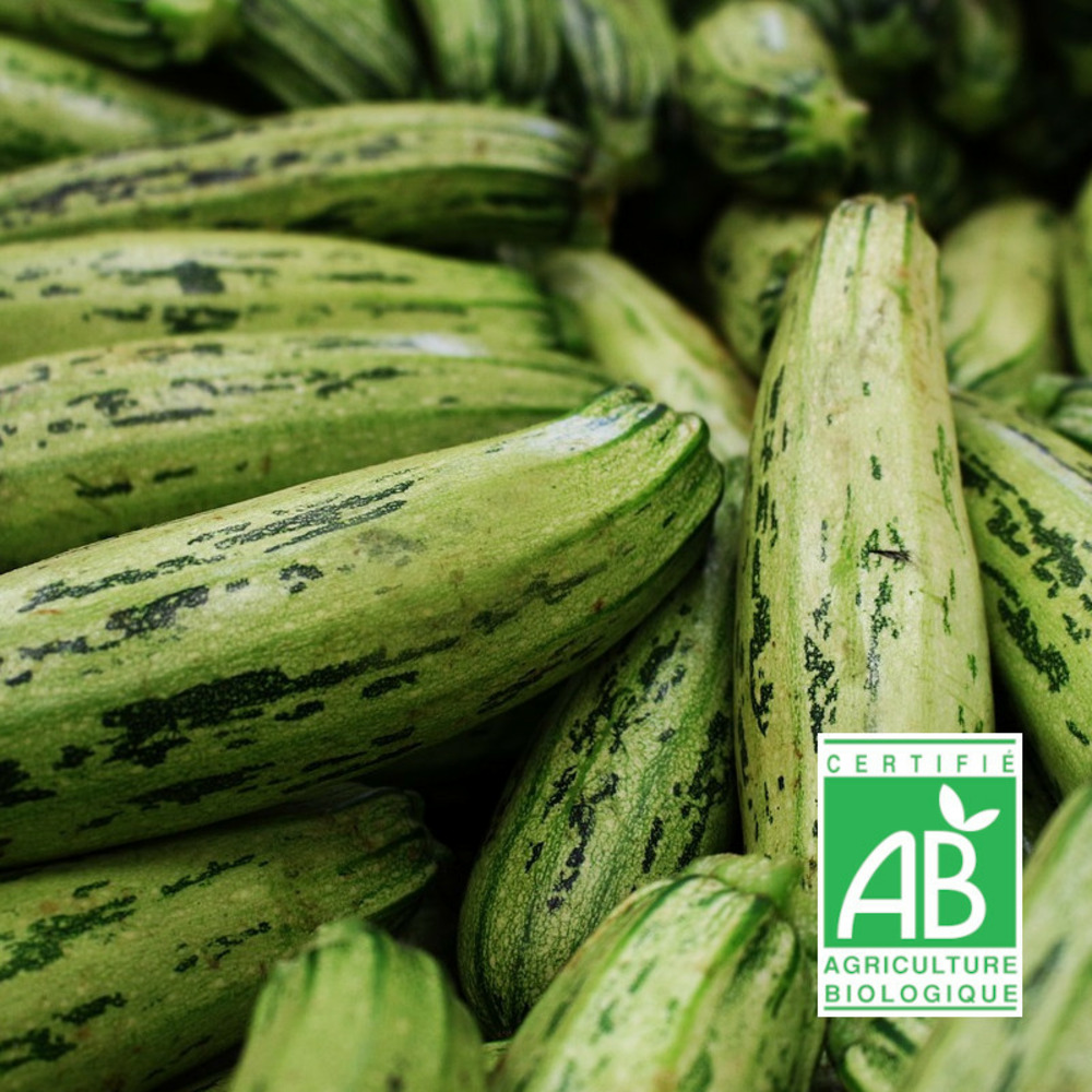 Graines de courgette greyzini hf1 - sans traitement - vilmorin sachet